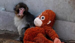 Baby Japanese macaque named Punch clutching an orangutan stuffed toy after being abandoned by its mother
